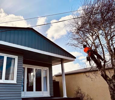 tree contractor trimming tree in front of home