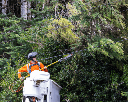 Person cutting tree
