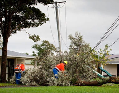 trees in power lines