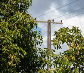 trees and power lines