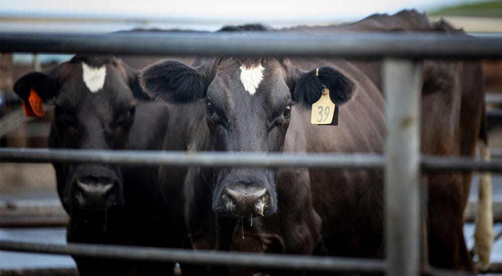 cows