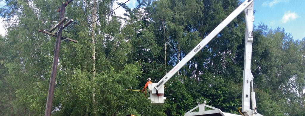 Tree contractor trimming a tree from a cherry picker