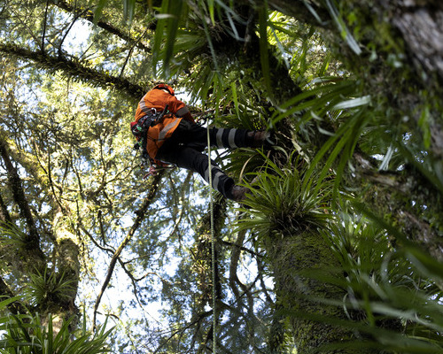 Arborist up a tree